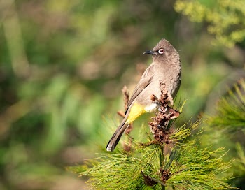 Gray Bird on Plant