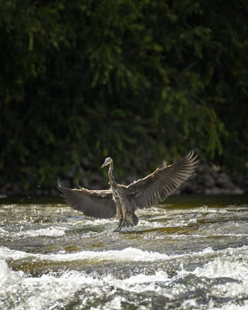 Gray Bird on River