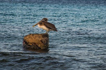 Gray Bird on Top of Rock