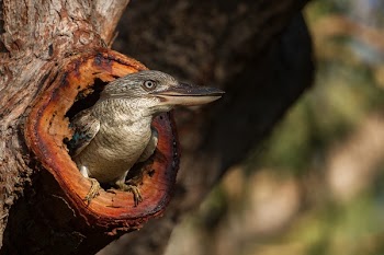 Gray Bird on Tree