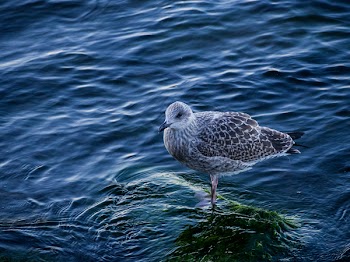 Gray Bird Standing on Green Surface over Clear Water