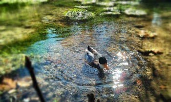 Gray Black and Orange Duck Swimming on Body of Water