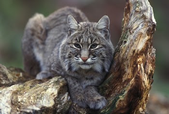 Gray Bobcat on Brown Trunk