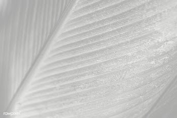 Gray calathea lutea leaf patterned background design element | Free  transparent png - 2350245