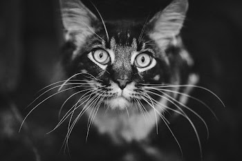 gray cat