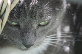 Gray Cat