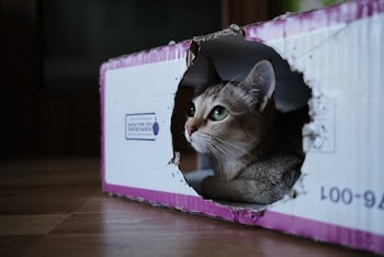 Gray Cat Inside White and Purple Box
