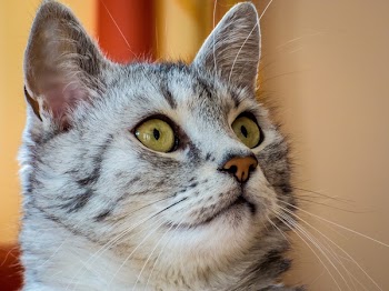 Gray Cat Looking Up