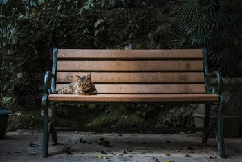 Gray Cat Lying on Brown Bench