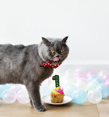 Gray Cat Next to Cupcake