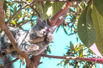 Gray Cat on Tree Branch