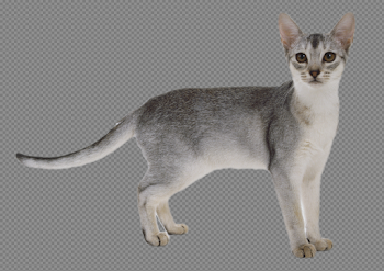 Gray Cat PNG Image - PurePNG | Free transparent CC0 PNG Image Library