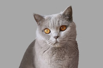 Gray cat sticker, animal design | Free PSD - rawpixel