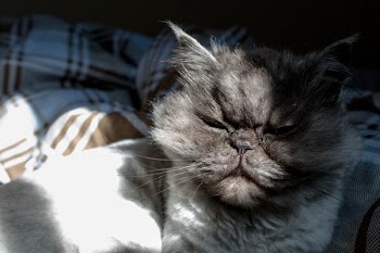 Gray Cat With Attitude In Sun