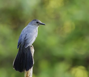 Gray catbird. Free public domain | Free Photo - rawpixel