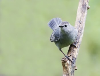 Gray catbird. Free public domain | Free Photo - rawpixel