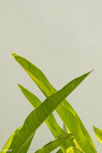 Gray cement wall with green bird of paradise leaves background | Free  photo - 2263647