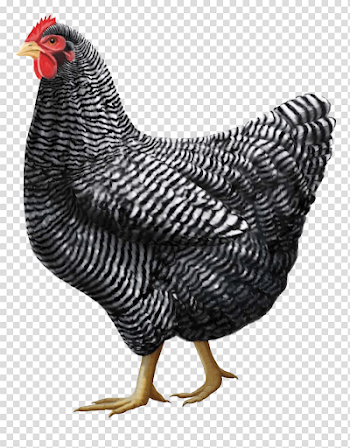 Gray Chicken Png Image