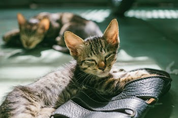 Gray Coated Cat on Black Leather Sandals