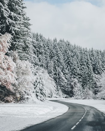 Gray Concrete Road Near Field of Pine Trees