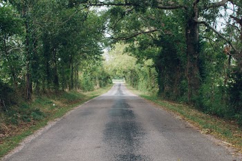 Gray Concrete Road Near Green Leafed Trees