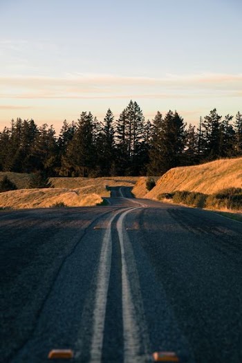 gray concrete road near trees