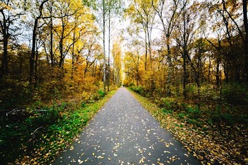 gray concrete road surrounded by trees during daytime