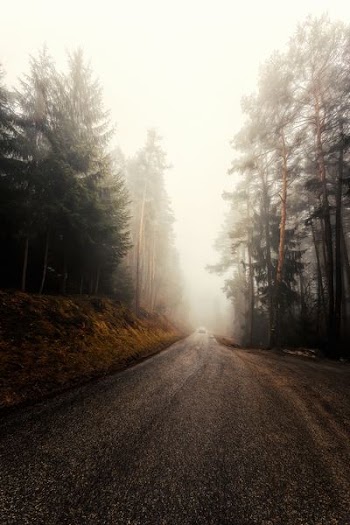 Gray Concrete Roadway Near Trees