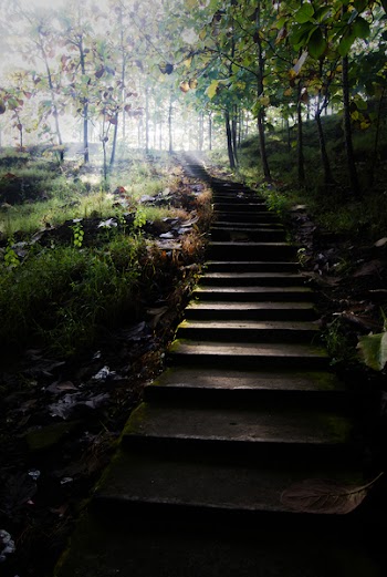 Gray Concrete Stairs Leading to Trees