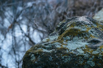 Gray Concrete Stone With Green Mold