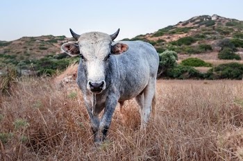gray cow on grass field during daytime