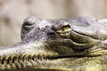 Gray Crocodile