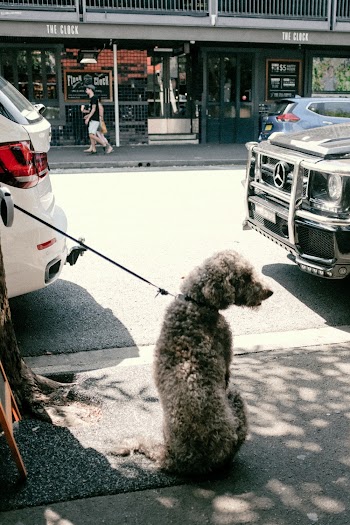 Gray Dog on Leash
