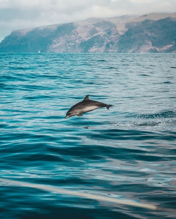 Gray Dolphin on Body of Water