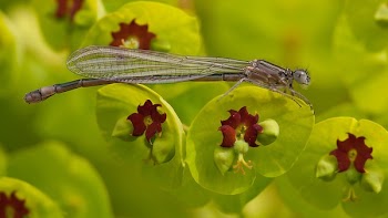 Gray Dragonfly on Green and Maroon Leaf in Tilt Shift Lens