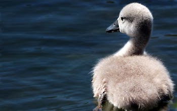 Gray Duck on Body of Water