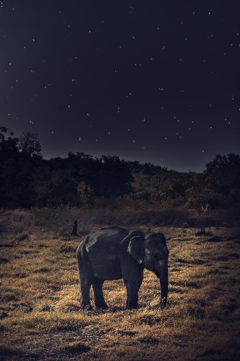 Gray Elephant