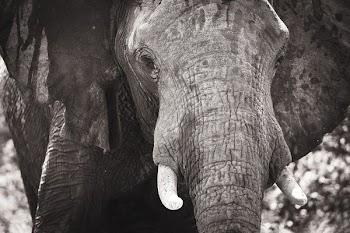 gray elephant