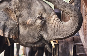 Gray Elephant