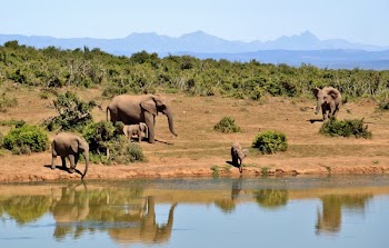 Gray Elephants Near Body of Water during Daytime