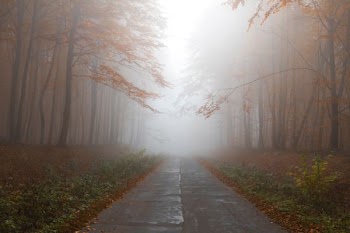 gray empty road between trees