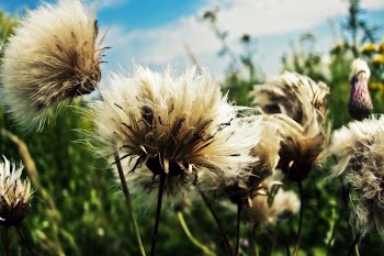Gray Flowers