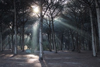 Gray Forest With Under Bright