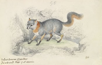 Gray Fox by Charles Hamilton | Free Photo - rawpixel