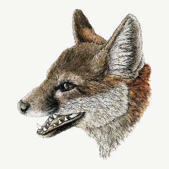 Gray Fox isolated psd | Free PSD - rawpixel