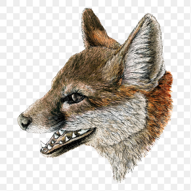 Gray Fox png, transparent background | Free PNG - rawpixel