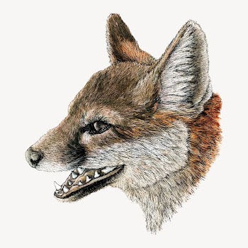 Gray Fox, vintage illustration | Free Photo - rawpixel