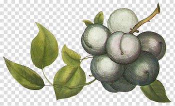 Gray fruits with green leaves transparent background PNG clipart