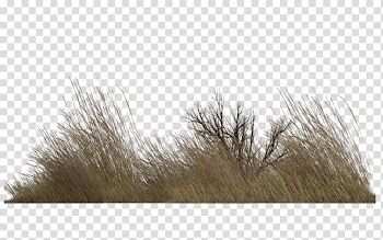 Gray grass, Populus nigra Stone pine Vegetation Tree, vegetation transparent background PNG clipart