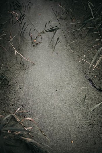 gray ground with leafed plants
